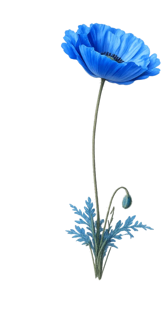 blue flower 554x1024